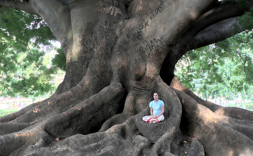 Tree Meditation